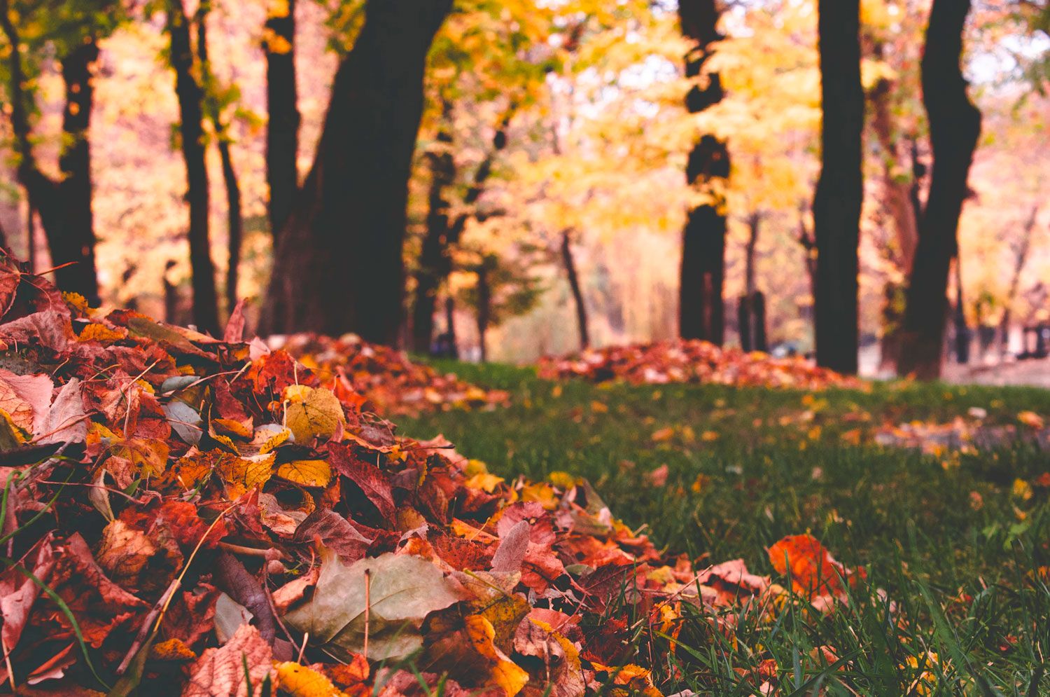 Raked Leaves Raked Leaves
